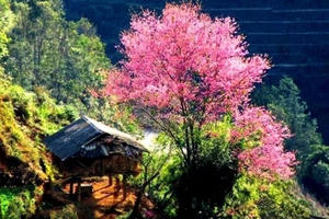 Lên Mù Cang Chải ngắm hoa Tớ Dày, xem giã bánh giầy, vui xuân cùng bà con bản Mông