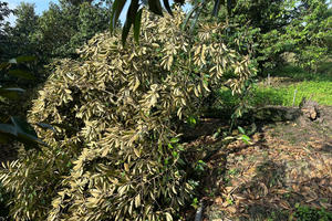 Đồng Tháp: Giông lốc gây thiệt hại hơn 2,2 tỷ đồng, 104 căn nhà bị ảnh hưởng