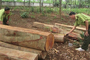 “Mất” 8000ha đất, rừng, trách nhiệm thuộc về ai?