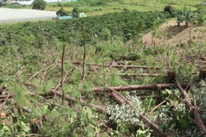 Lâm Đồng: Ngang nhiên lấn chiếm đất rừng sản xuất, 12 cá nhân bị xử phạt gần 1 tỉ đồng