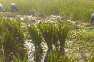 Lạng Sơn: Phát triển cây dược liệu chuỗi liên kết giúp người dân xóa nghèo