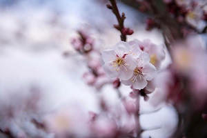 Ngây ngất với sắc hoa anh đào tại Nhật Bản