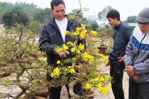 Nghệ An: Rực rỡ những cung đường hoa Tết