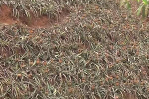 Nông dân khóc nấc nhìn hàng tấn dứa thối nghi do khói nhà máy