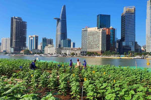 Bờ sông Sài Gòn trồng thêm 20.000 cây hoa hướng dương chào Tết Giáp Thìn