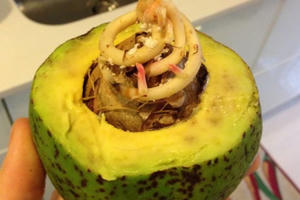 15 rau củ đột biến gen như thể bị nhiễm phóng xạ 15 rau củ đột biến gen như thể bị nhiễm phóng xạ