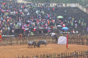 Phú Thọ: Hội chọi trâu Phù Ninh 2018 thu hút hàng nghìn du khách tham gia