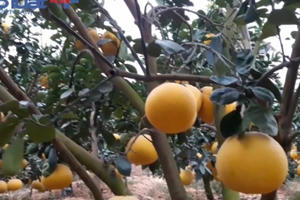 Bắc Giang: Đổi đời nhờ trồng bưởi Diễn