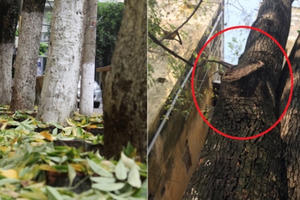 Bí ẩn dần hé lộ sau sự việc hàng cây sưa bất ngờ rụng lá dày đặc tại Thủ Đô