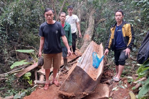 Hà Giang: Bắt nhóm đối tượng “tàn sát” gỗ nghiến