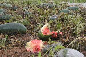 Hàng chục ha dưa hấu ngập trong nước, nông dân xót xa nhìn thành quả lao động dần thối rữa