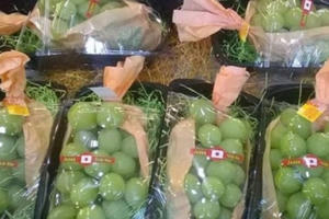 Nho xanh 1,3 triệu/kg: Đắt vô địch, Hà thành tranh mua