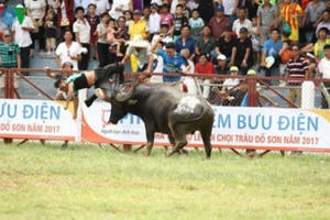 Có nên dừng các lễ hội chọi động vật?