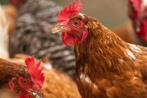 Hồ Bắc 'điên đầu' vì corona, Hồ Nam bùng phát cúm gia cầm H5N1