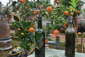 Độc đáo quất cảnh trồng trong chai thủy tinh ở Tứ Liên