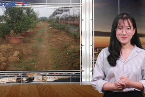 Bản tin Xuân 3 miền: Sự hồi sinh của những cây quất sau dịp Tết