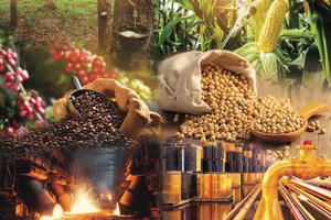 Mỹ hiện là thị trường lớn thứ ba của cà phê nhân Việt Nam