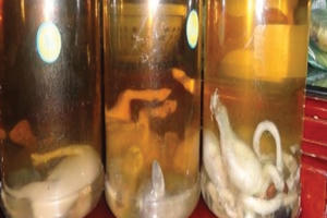 Đừng tự rước họa vì uống rượu ngâm