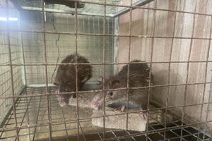 Phát hiện nhiều sai phạm tại các cơ sở nuôi động vật hoang dã ở Đồng Nai