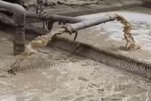 Đồng Nai: Công ty TNHH Giấy Tiến Nam lén lút xả thải ra môi trường