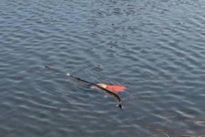 Hoảng hồn khi phát hiện thi thể người đàn ông nổi trên mặt nước