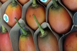 Xôn xao giống cà chua giá 1 triệu đồng/kg