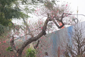 Cận cảnh gốc đào cổ thụ có 1-0-2 trên phố Lạc Long Quân