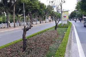 Hà Nội: Hàng loạt gốc đào cổ chết khô trên đường Lạc Long Quân