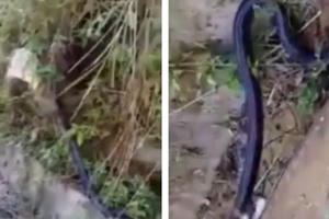 Dân vây bắt hổ mang chúa 7 kg ở Yên Bái