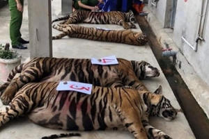 Vụ 17 cá thể hổ nuôi nhốt trái phép ở Nghệ An: 8 “chúa sơn lâm” đã chết chưa rõ nguyên nhân