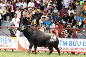 Bộ VHTTDL yêu cầu rà soát lại công tác tổ chức lễ hội chọi trâu Đồ Sơn