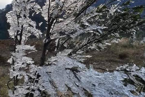 Băng giá phủ trắng vùng cao xứ Nghệ trong đợt lạnh khủng khiếp