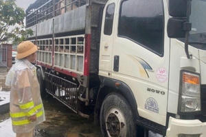Gia Lai: Kịp thời ngăn chặn 2 xe ô tô tải chở lợn bệnh đi tiêu thụ