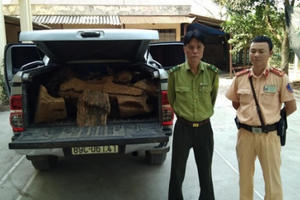 Bắt xe bán tải chở nửa tấn gỗ Bách Xanh lậu đi tiêu thụ