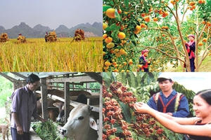 Phát triển kinh tế phải đi đôi với công bằng xã hội Phát triển kinh tế phải đi đôi với công bằng xã hội