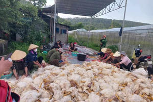 Chập điện, chủ trang trại bât lực nhìn 10.000 con gà đến kỳ xuất chuồng chết ngạt