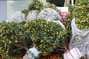 Suy ngẫm về buồn vui mùa hoa Tết