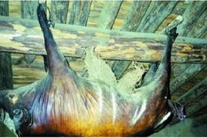 Con lợn khô xác treo xà nhà 30 năm được trả giá tiền tỷ