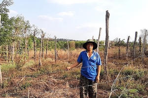 Vụ “Liên kết rồi… bỏ chạy”: UBND tỉnh Gia Lai chỉ đạo tìm giải pháp bảo vệ nông dân