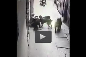 Kinh hãi cảnh tượng 4 con chó hung dữ lao vào cắn chủ