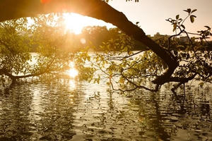 Dự báo thời tiết 8/2 (1 Tết): Miền Bắc có nắng