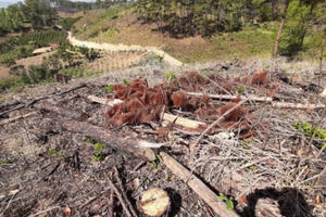 Tỉnh Lâm Đồng yêu cầu xử lý nghiêm vụ phá rừng ở huyện Lâm Hà và Đam Rông