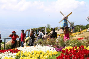 Ngắm hoa tulip lần đầu khoe sắc trên đỉnh núi Bà Đen Tây Ninh Ngắm hoa tulip lần đầu khoe sắc trên đỉnh núi Bà Đen Tây Ninh