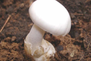 Thêm một trường hợp tử vong vì ăn nấm