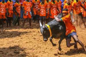 Những lễ hội 'độc, lạ' về trâu bò trên thế giới