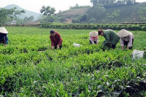 Tiếp tục đổi mới, phát triển kinh tế tập thể