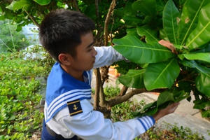 Bánh chưng gói lá bàng vuông: Đặc sản của Trường Sa