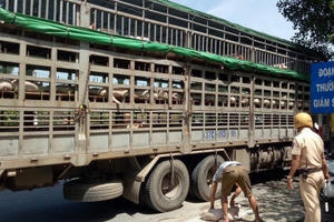 Ngăn chặn, xử lý nghiêm việc buôn bán, vận chuyển trái phép lợn qua biên giới vào Việt Nam