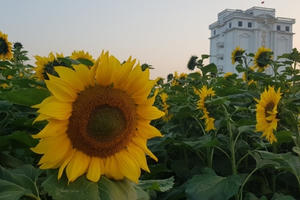 Hải Dương: Hàng vạn bông hoa có nguồn gốc từ Nhật Bản đua nhau khoe sắc