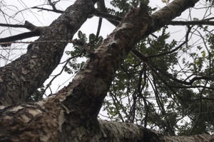 TP Vinh: Trả trăm triệu vẫn chưa mua nổi đào cổ thụ "siêu khủng"